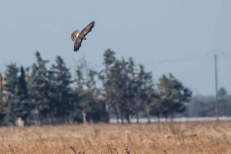 Busard cendré en vol
